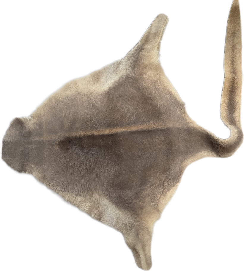 Kangaroo Hair on Hide with Tail