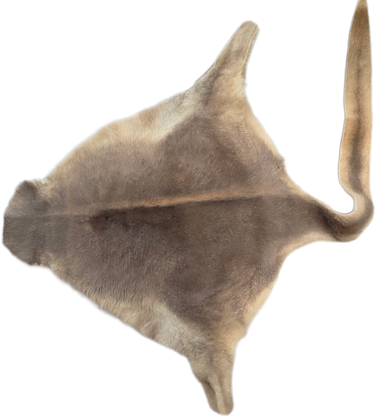 Kangaroo Hair on Hide with Tail